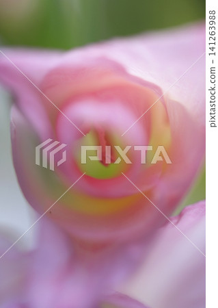A soft-focus close-up photograph of the stamens and petals of a pale pink gladiolus flower. A soft-focus close-up photograph of the stamens and petals of a pale pink gladiolus flower. 141263988