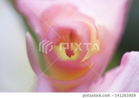 A soft-focus close-up photograph of the stamens and petals of a pale pink gladiolus flower. A soft-focus close-up photograph of the stamens and petals of a pale pink gladiolus flower. 141263989