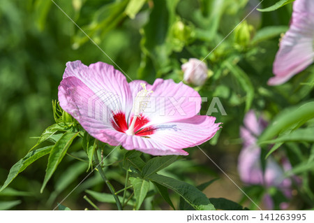 Titan Hibiscus Pink Summer July Material Titan Hibiscus Pink Summer July Material 141263995