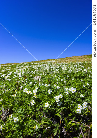 平嶽山上的一叢水仙銀蓮花（Anemone narcissiflora）。 141264072