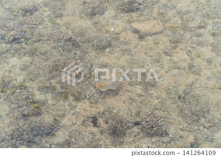 Small stingray glides over sandy ocean floor, surrounded by rocks and coral formations in clear, shallow water Small stingray glides over sandy ocean floor, surrounded by rocks and coral formations in clear, shallow water 141264109