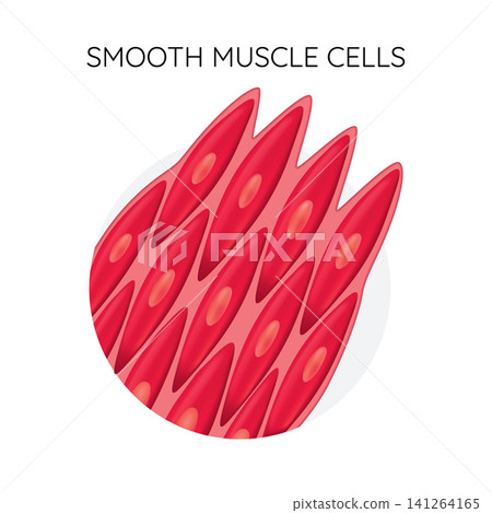 Detailed illustration of elongated smooth muscle cells arranged in layered diagonal pattern with pink red and coral tones inside circular scientific frame, with smooth, muscle, cell, elongated detail Detailed illustration of elongated smooth muscle cells arranged in layered diagonal pattern with pink red and coral tones inside circular scientific frame, with smooth, muscle, cell, elongated detail 141264165