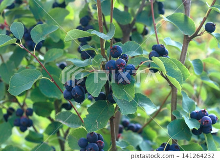 Bush with berries of Amelanchier alnifolia called Smoky Saskatoon, Pacific serviceberry, western serviceberry or dwarf shadbush. 141264232