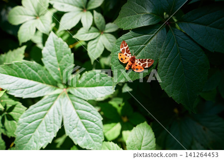 Beautiful butterfly on green foliage Beautiful butterfly on green foliage 141264453
