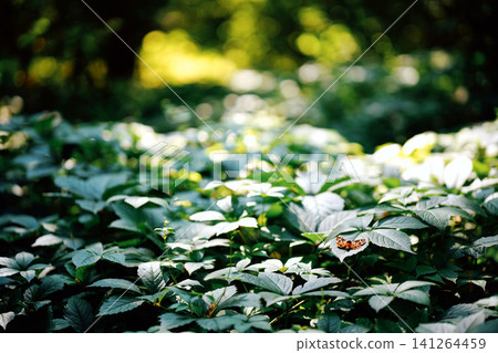 Lush green forest foliage with sunlight background Lush green forest foliage with sunlight background 141264459