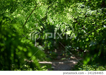 Vibrant green leaves hanging in a sunny forest Vibrant green leaves hanging in a sunny forest 141264465