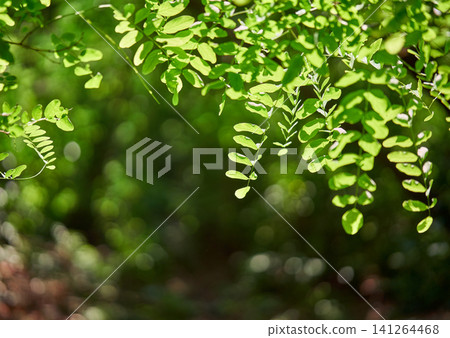 Green leaves in forest with copy space Green leaves in forest with copy space 141264468