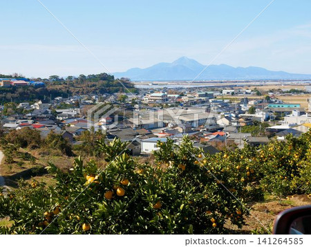 熊本縣玉名市天水町的柑橘園景色。 熊本縣玉名市天水町的柑橘園景色。 141264585