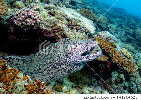 False rainbow trout False rainbow trout 141264623