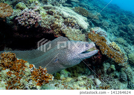 False rainbow trout False rainbow trout 141264624