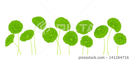 Hand drawn cartoon style set of Centella asiatica stems and leaves Gotu kola Asiatic herb background Hand drawn cartoon style set of Centella asiatica stems and leaves Gotu kola Asiatic herb background 141264716