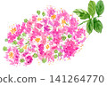 Crape myrtle painted in watercolor (26715 pixels) 141264770