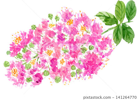 Crape myrtle painted in watercolor (26715 pixels) Crape myrtle painted in watercolor (26715 pixels) 141264770