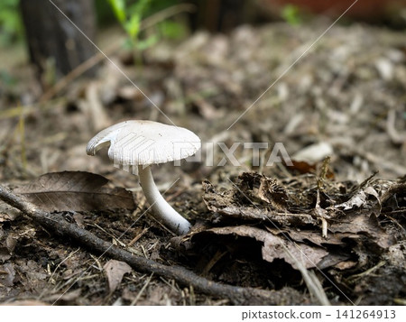 A close-up of a white mushroom standing in a forest of fallen leaves. A close-up of a white mushroom standing in a forest of fallen leaves. 141264913