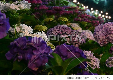 Colorful hydrangeas at Katahara Onsen Hydrangea Village 141264960