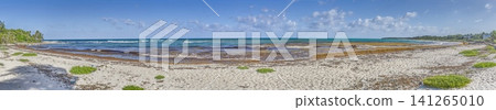 Remote Caribbean Beach with Sargassum at Playa Maroma Mexico Remote Caribbean Beach with Sargassum at Playa Maroma Mexico 141265010