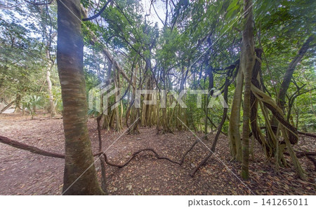 Banyan Trees in Coba Maya Jungle Banyan Trees in Coba Maya Jungle 141265011