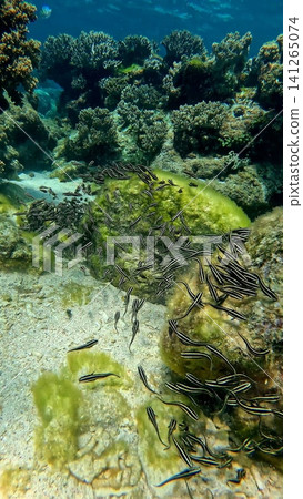 Vibrant underwater scene of striped eel catfish (Plotosus lineatus) swimming in schools seafloor covered in green algae. Dauin, Philippines Vibrant underwater scene of striped eel catfish (Plotosus lineatus) swimming in schools seafloor covered in green algae. Dauin, Philippines 141265074