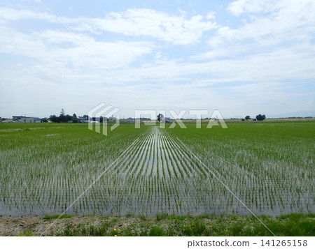 Paddy field Paddy field 141265158