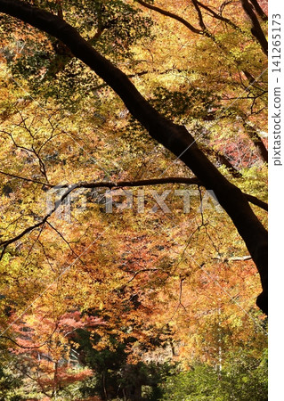 Autumnal leaves Autumnal leaves 141265173
