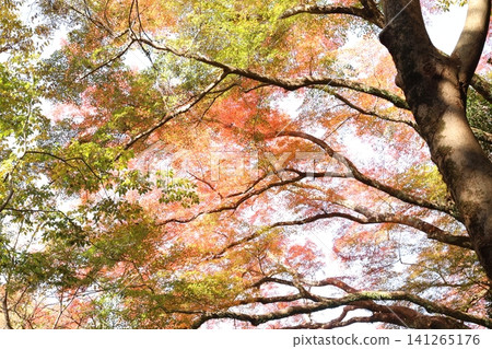 Autumnal leaves Autumnal leaves 141265176