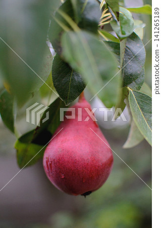 Red pear growing on a tree branch with green leaves. Orchard harvest concept for gardening, agriculture and fruit cultivation Red pear growing on a tree branch with green leaves. Orchard harvest concept for gardening, agriculture and fruit cultivation 141265189