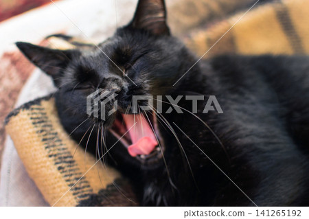 Black cat yawning on a chair indoors. Domestic pet behavior concept for relaxation, home life and animal care Black cat yawning on a chair indoors. Domestic pet behavior concept for relaxation, home life and animal care 141265192
