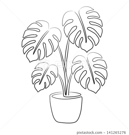 Monstera plant house plant outline for coloring pages Monstera plant house plant outline for coloring pages 141265276