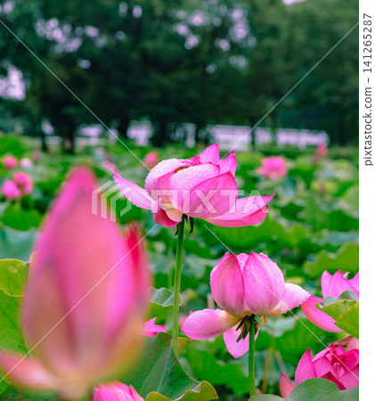 Lotus flowers and buds Lotus flowers and buds 141265287