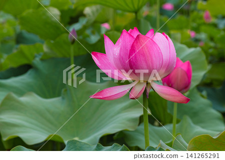 風景與蓮花 141265291