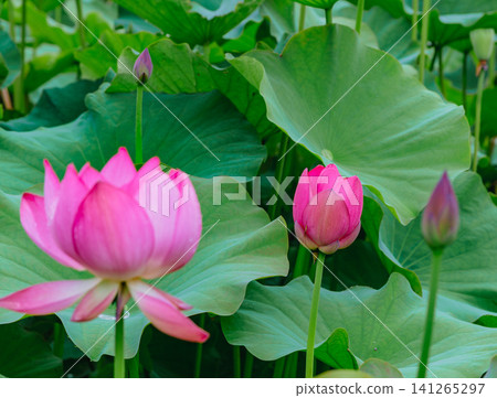 Landscape with lotus flowers Landscape with lotus flowers 141265297
