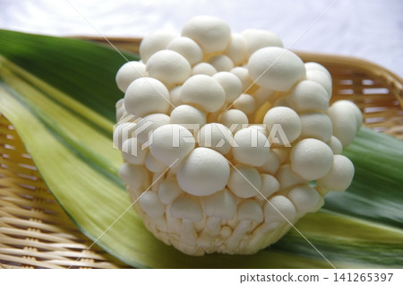 白玉菇 白玉菇 141265397