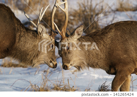 Male Hokkaido deer butt antlers in a snowfield on the Notsuke Peninsula in Hokkaido. (Winter wildlife footage) Male Hokkaido deer butt antlers in a snowfield on the Notsuke Peninsula in Hokkaido. (Winter wildlife footage) 141265424