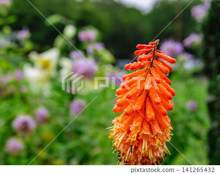紅色tritma花 紅色tritma花 141265432
