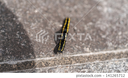 Caterpillar larva macro close-up insect black yellow nature living creature 141265712