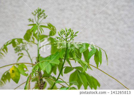 Curry leaf buds and young leaves Curry leaf buds and young leaves 141265813