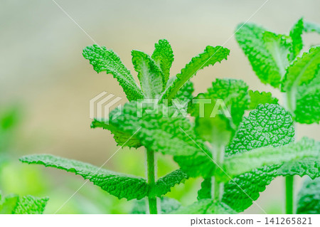 Fresh apple mint leaves Fresh apple mint leaves 141265821