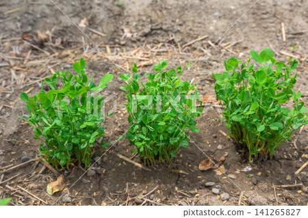 The scene of planting and cultivating pea sprouts in a field after eating them. The scene of planting and cultivating pea sprouts in a field after eating them. 141265827