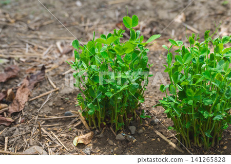 吃完豌豆後,人們在田裡種植和培育豌豆苗的場景。 吃完豌豆後,人們在田裡種植和培育豌豆苗的場景。 141265828
