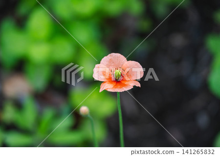 A single long-headed poppy (an invasive species and a weed targeted for eradication) A single long-headed poppy (an invasive species and a weed targeted for eradication) 141265832