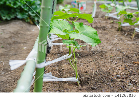 Seedlings of Moroccan green beans growing in the field Seedlings of Moroccan green beans growing in the field 141265836