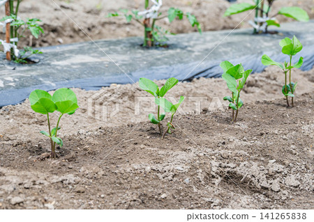 Young edamame seedlings planted in a field 141265838