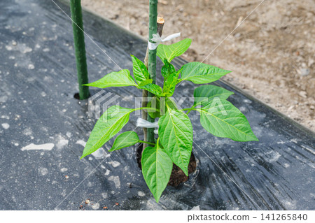 Young bell pepper seedlings planted in the field Young bell pepper seedlings planted in the field 141265840