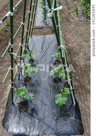 Cucumber seedlings grown in a home garden 141265845
