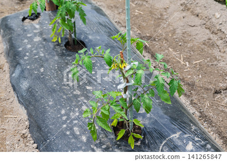 Mini tomato seedlings growing in the field Mini tomato seedlings growing in the field 141265847