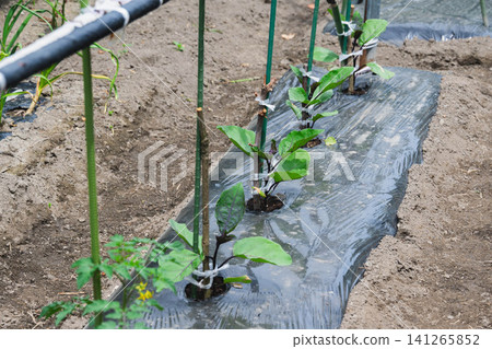 茄子幼苗和覆蓋物,適合家庭花園種植 茄子幼苗和覆蓋物,適合家庭花園種植 141265852