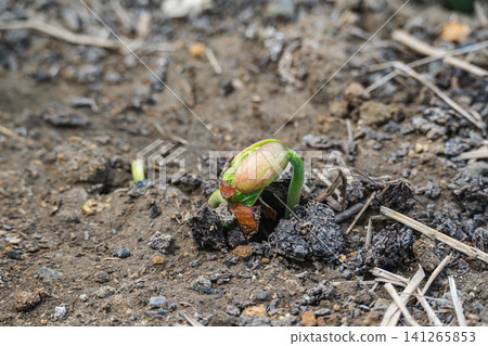Bean sprouts that emerge from the soil Bean sprouts that emerge from the soil 141265853