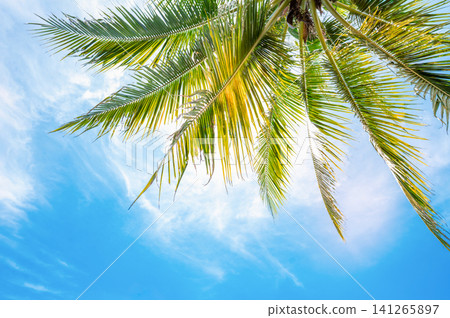Coconut Palm Trees Background with Sun Flare Burst Through Green Leaves against Blue Sky Coconut Palm Trees Background with Sun Flare Burst Through Green Leaves against Blue Sky 141265897
