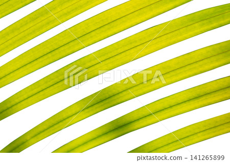 Abstract Pattern of Green Palm Frond Lines Isolated on White Background Abstract Pattern of Green Palm Frond Lines Isolated on White Background 141265899