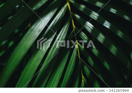 Tropical Palm Leaf Background High Contrast of Sunlight and Deep Shadows on Green Fronds Tropical Palm Leaf Background High Contrast of Sunlight and Deep Shadows on Green Fronds 141265904